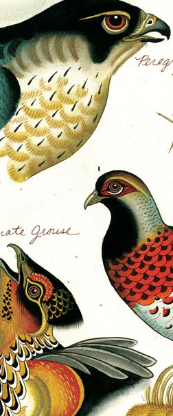 The Bird Book | LLL Books